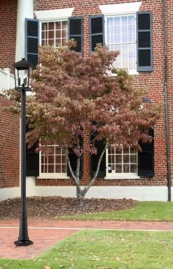 Z-LIte Beacon 557 Outdoor Pole Light